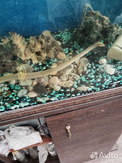 Аквариум