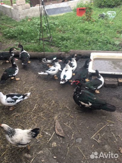 Индоутята утки