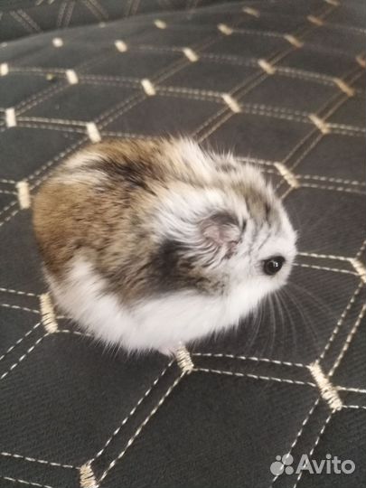 Хомячок с клеткой