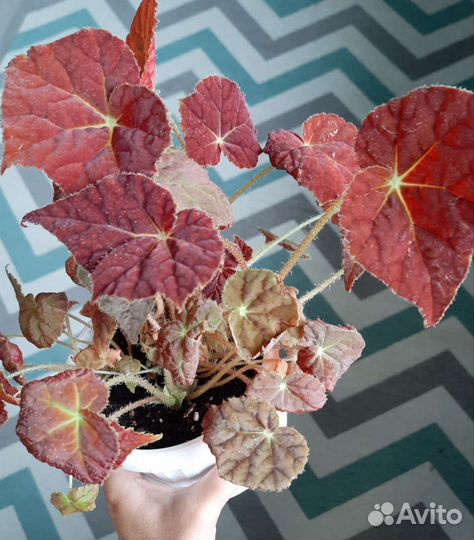 Бегония 2 сорта