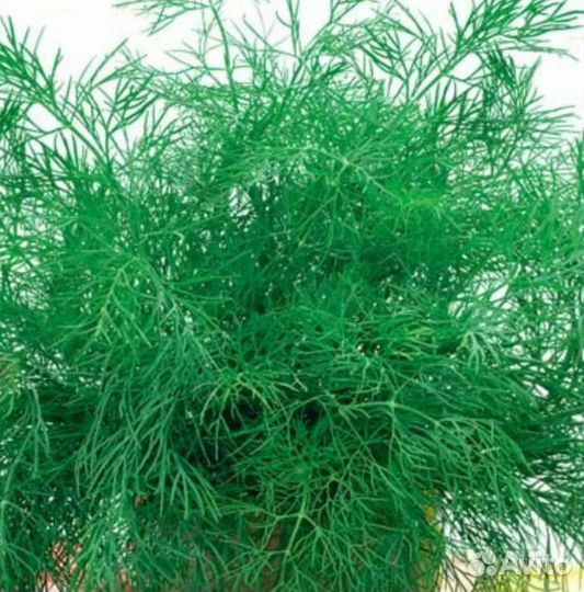 Свежая зелень