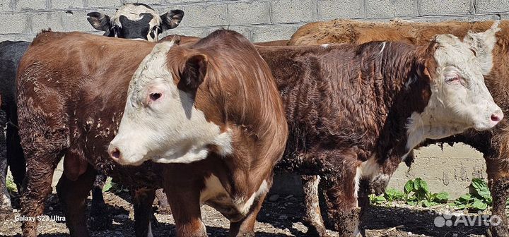 Быки на племя