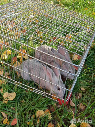 Кролик. Обмен