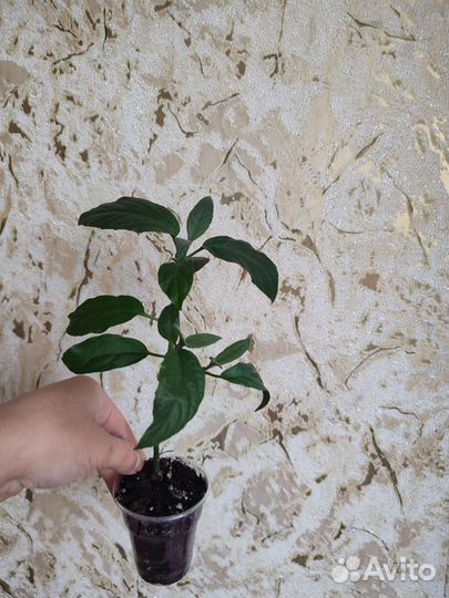 Клеродендрум