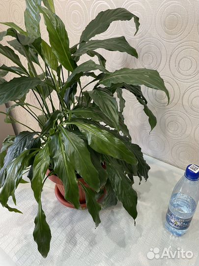 Спатифиллум