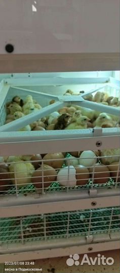 Живые сельскохозяйственные птицы