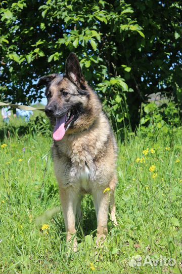 Собака из приюта в добрые руки