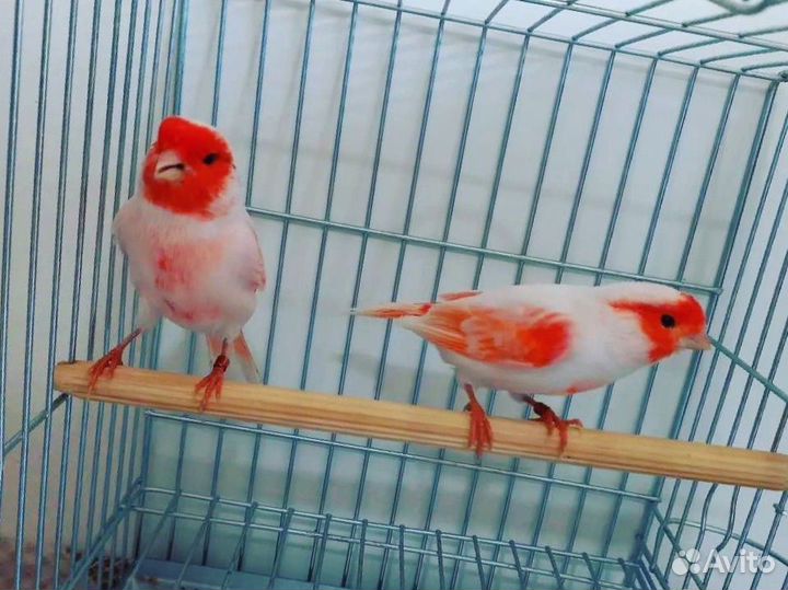 Кенары и канарейки,выстовочные