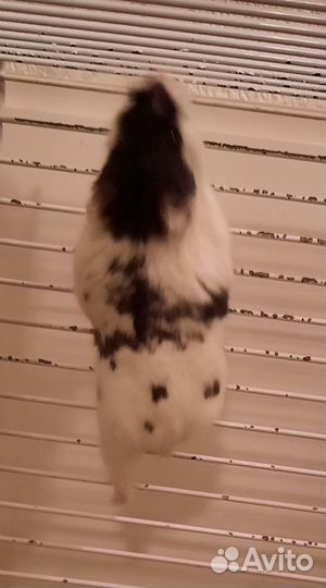 Джунгарский хомячок с клеткой