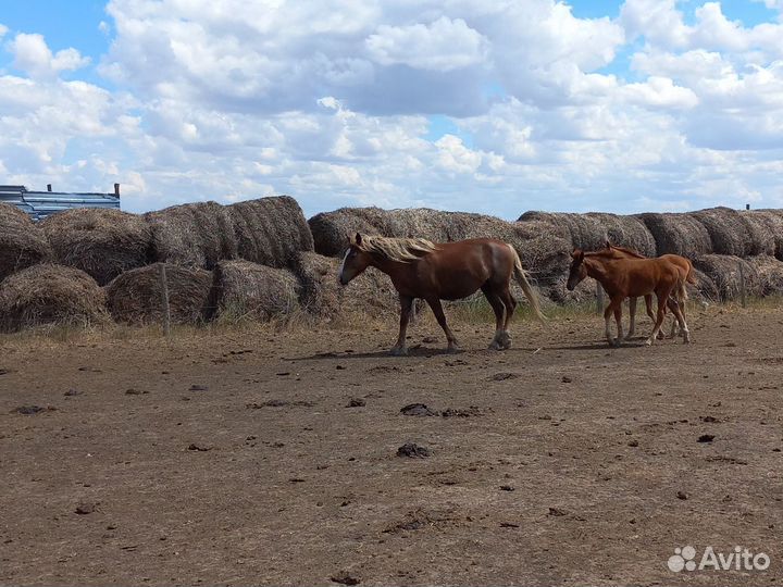 Лошадь с жеребенком