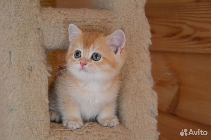 Золотой мальчик