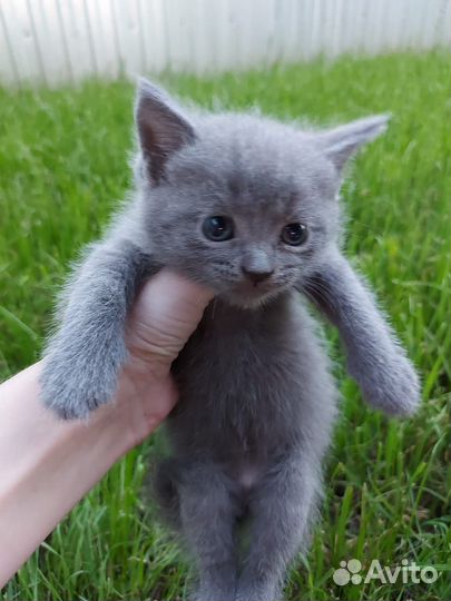 Котята в добрые руки бесплатно