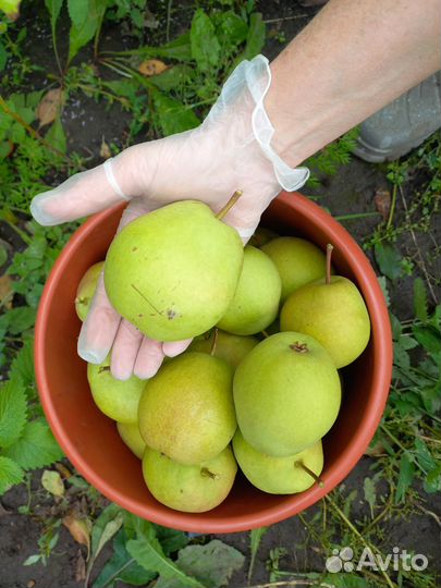 Груши