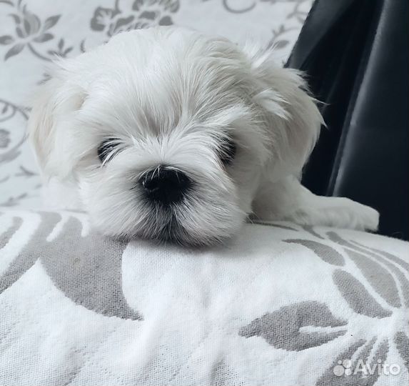 Щенки Мальтезе