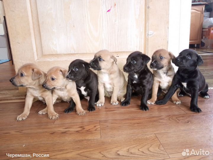 Щенята в добрые руки