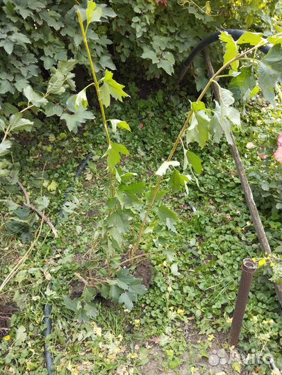 Калина красная(саженцы), ягоды