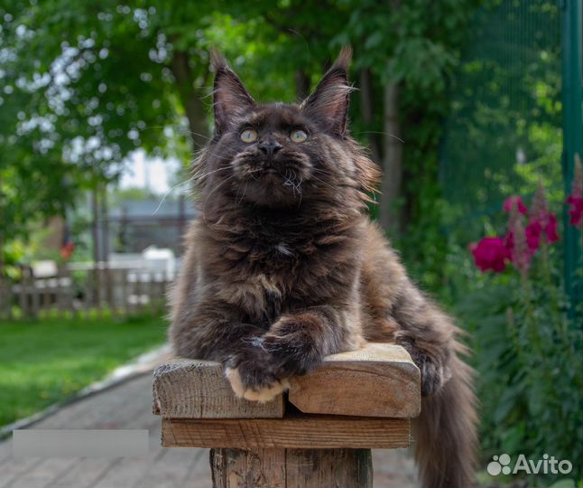 Мейн кун Бука