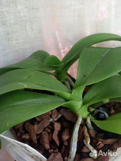 Орхидея фаленопсис