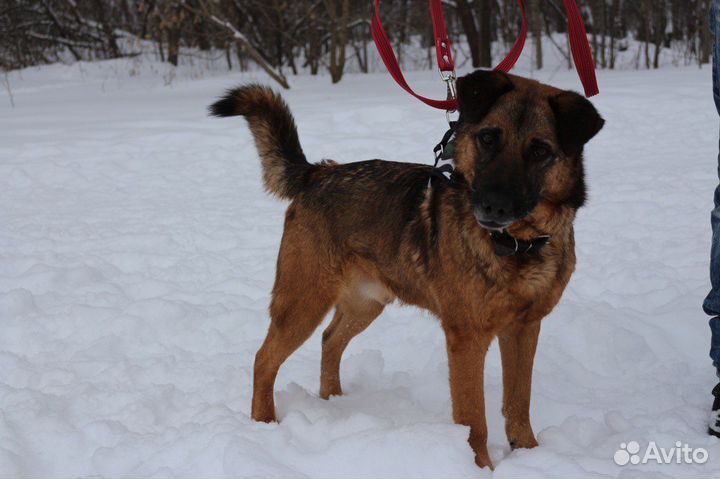 Немецкая овчарка