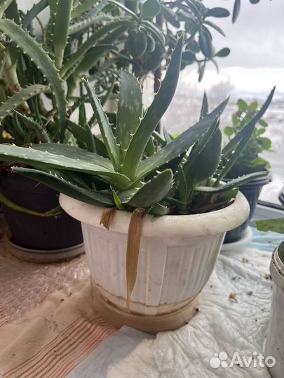 Алоэ вера взрослое