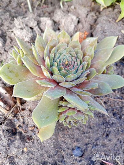 Молодило на альпийскую горку