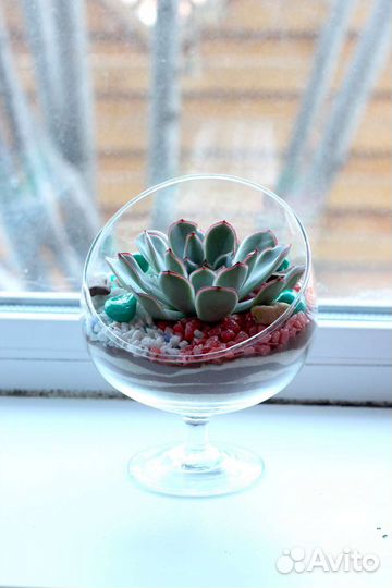 Флорариум с эхеверией (каменная роза, суккулент)