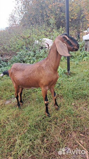 Нубийские козы камори заинские