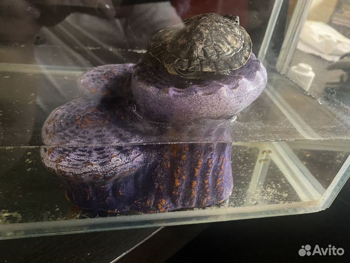 Продаю черепашку с аквариумом