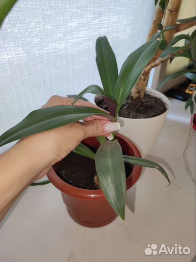 Домашние цветы бесплатно