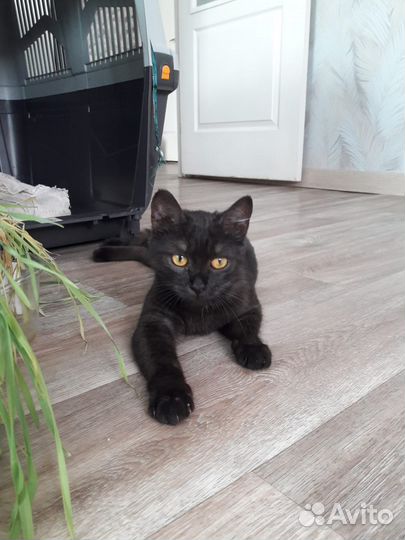 Кошки
