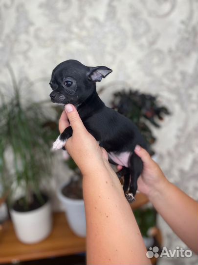 Щенки чихуахуа девочки