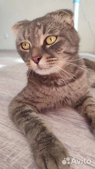 Найден кот