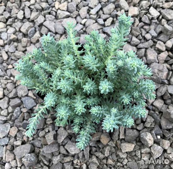 Многолетние почвопокровные. Маргаритки