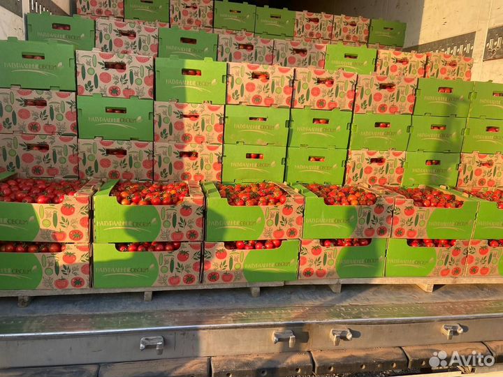Помидоры Оптом