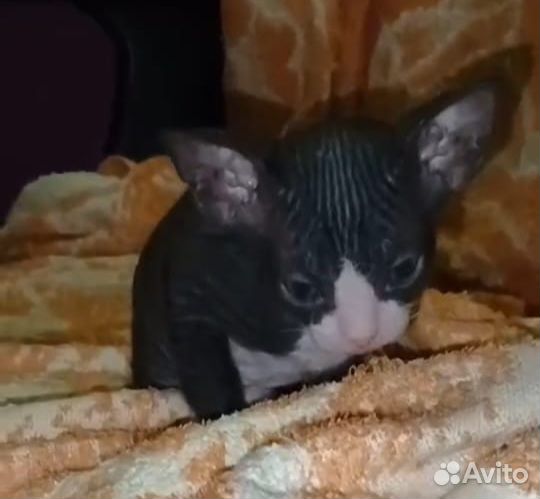 Сфинкс велюровые котята