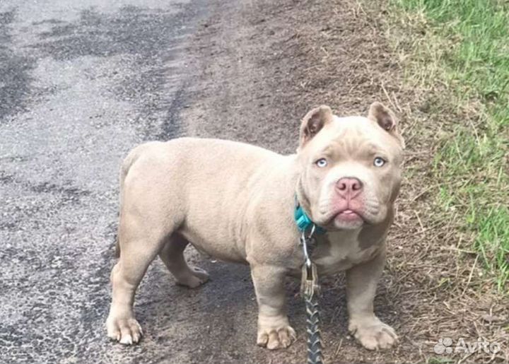 Американский булли