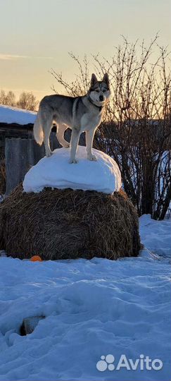 Сибирский хаски вязка