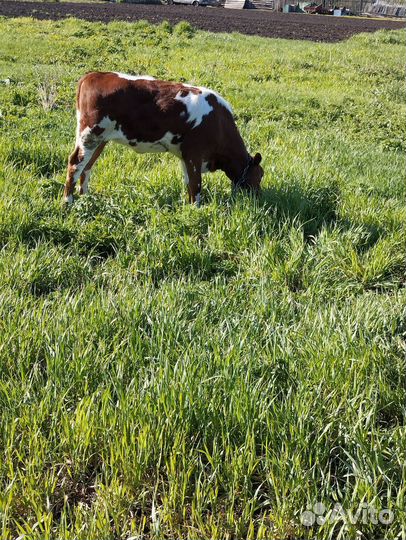 Продам телëнка