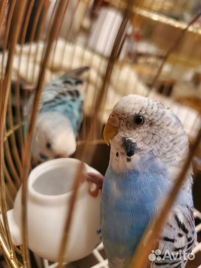 Волнистый попугай