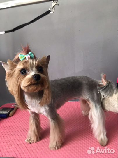 Груминг обучение курсы груминга стрижки собак