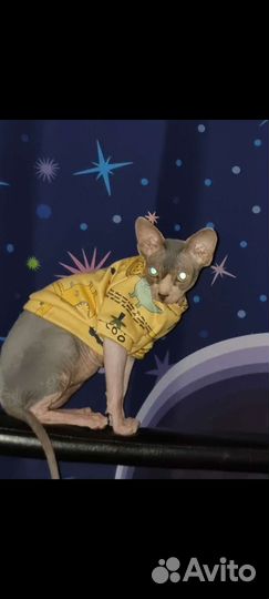 Канадский сфинкс мальчик