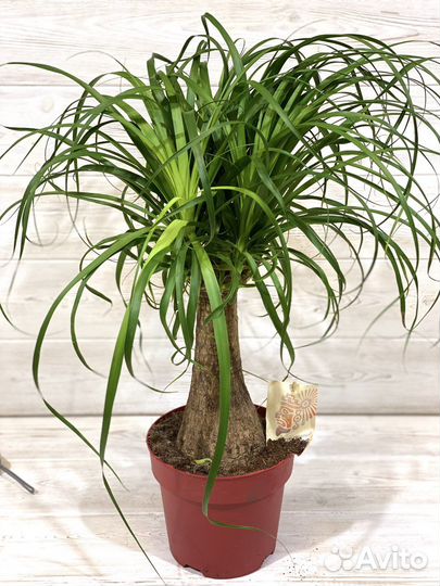 Нолина бокарнея