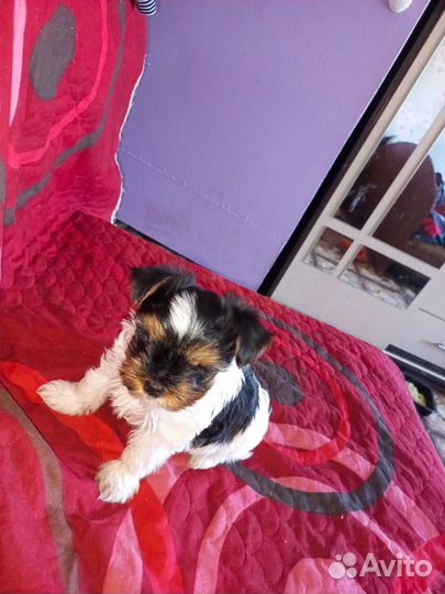 Щенок Бивер