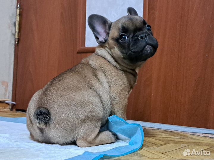 Французский бульдог щенки