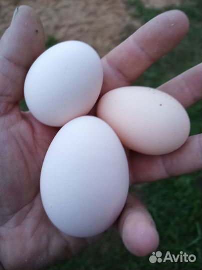 Проведу инкубацию