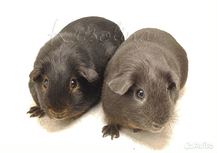 Свинка морская 2 самца