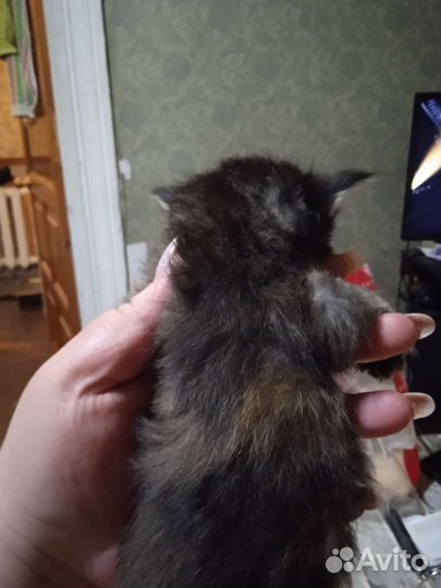 Отдам в добрые руки