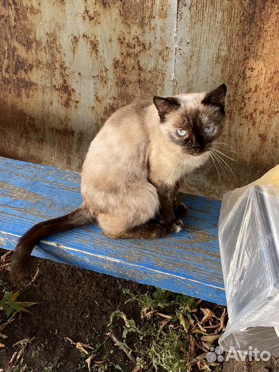 Сиамская кошка