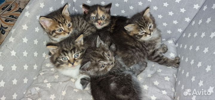 Котята британские