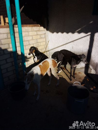 Собаки Грей отдам сразу всех бесплатно